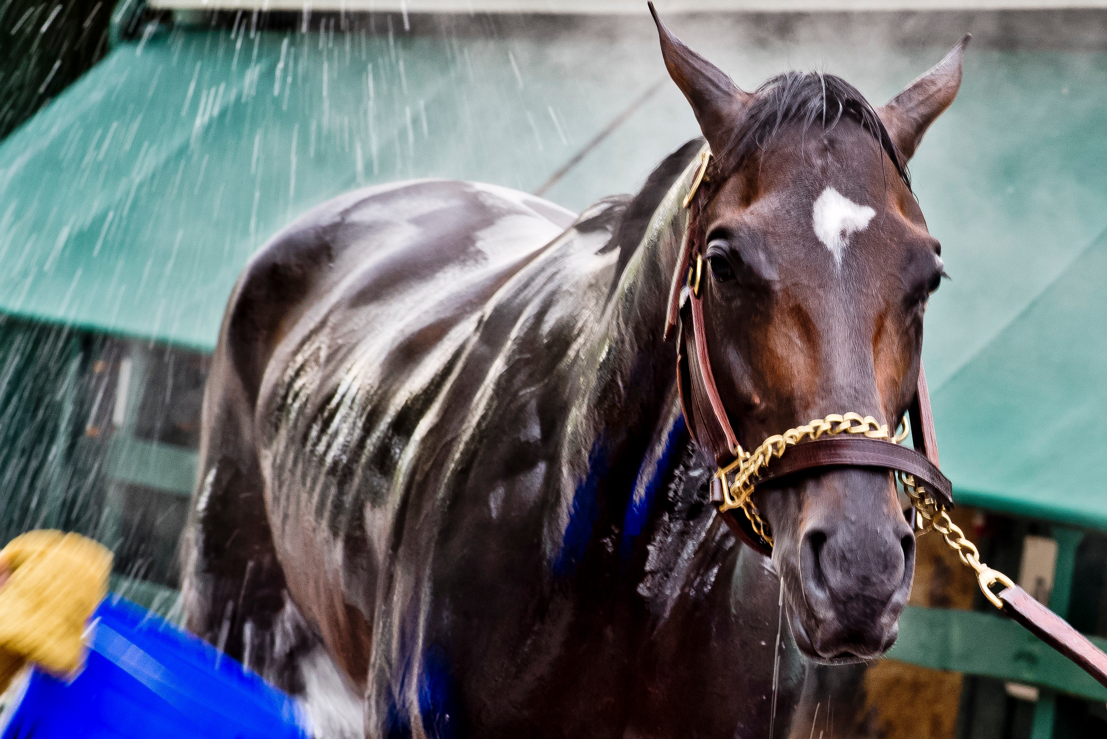 BALTIMORE, MD - MAY 12: Kentucky Derby winner Always Dreaming gets a bath after exercising in preparation for the Preakness Stakes next week at Pimlico Race Course on May 12, 2017 in Baltimore, Maryland.(Photo by Scott Serio/Eclipse Sportswire/Getty Image