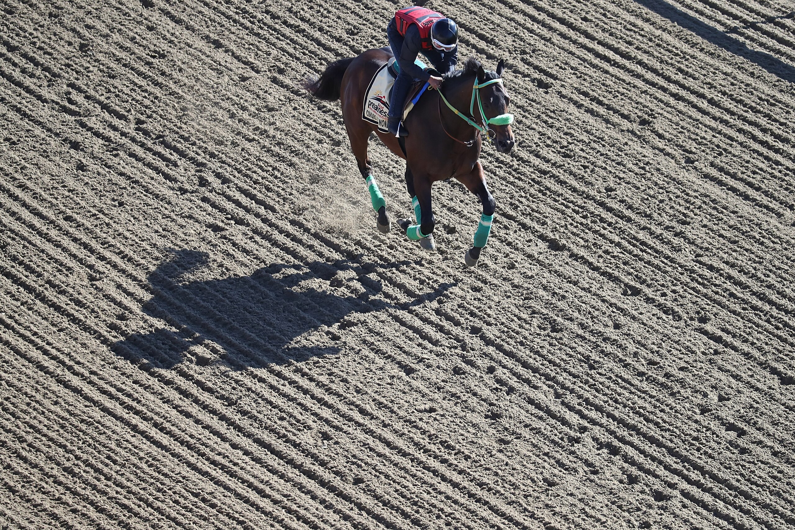 BALTIMORE, MD - MAY 16: Conquest Mo Money trains on the track for the upcoming Preakness Stakes at Pimlico Race Course on May 16, 2017 in Baltimore, Maryland.  (Photo by Rob Carr/Getty Images)