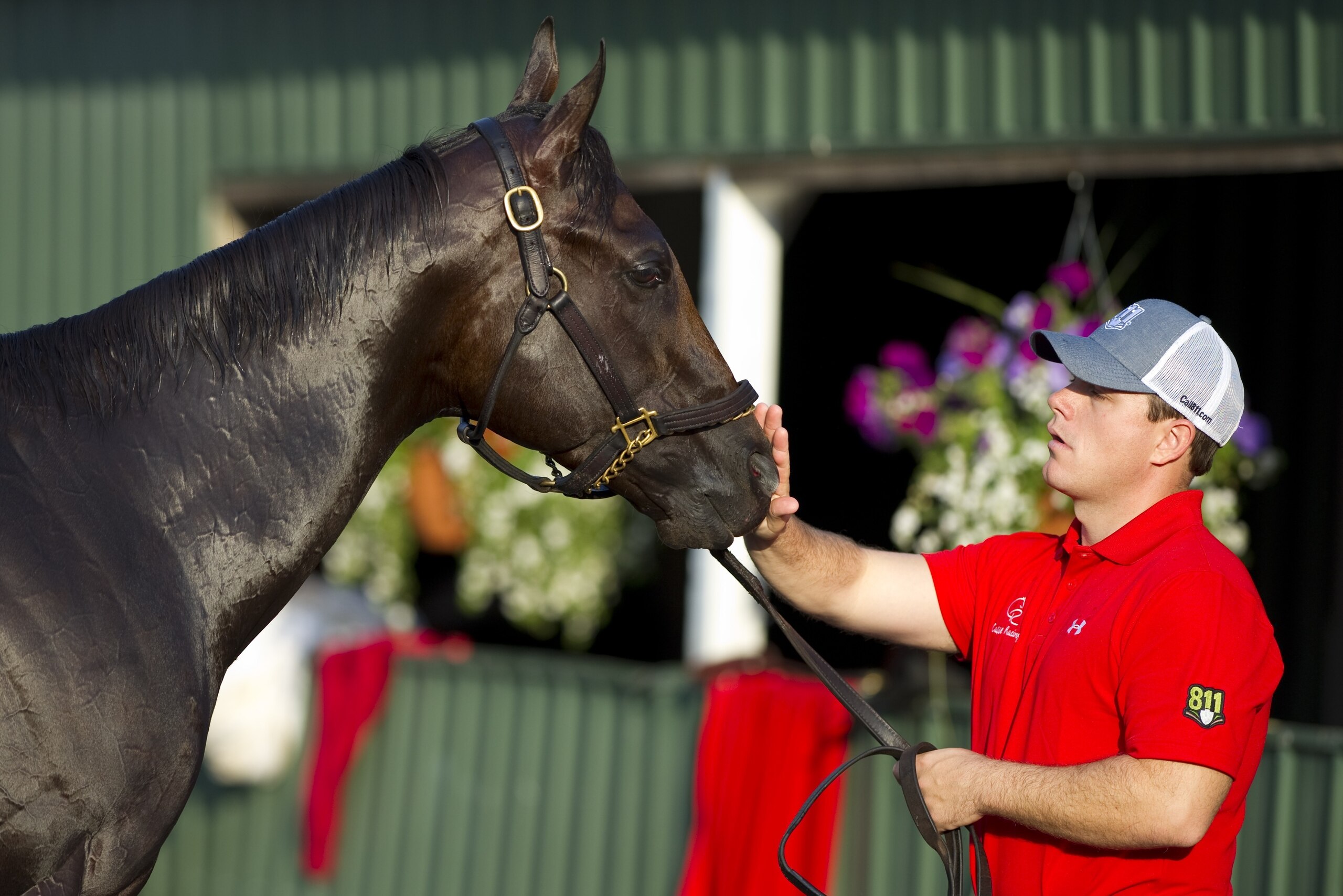 BALTIMORE, MD - MAY 18: Classic Empire with assistant trainer Norman Casse in preparation for the Preakness Stakes at Pimlico Race Course on May 18, 2017 in Baltimore, Maryland. (Photo by Horsephotos/Getty Images)