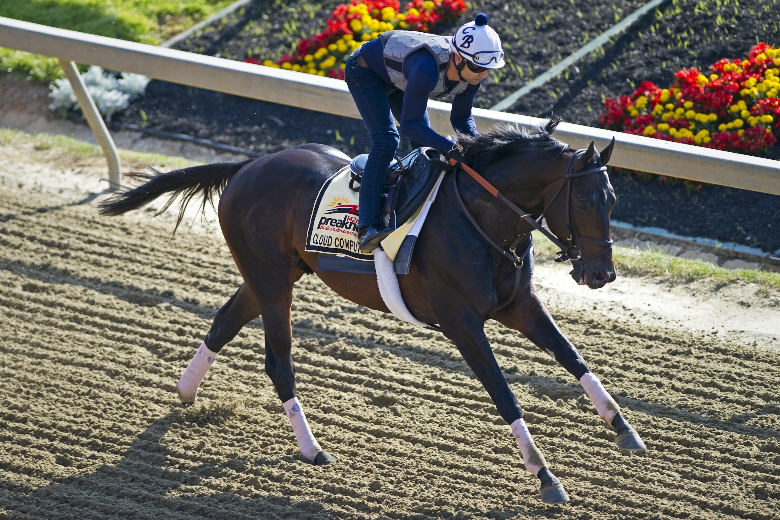 BALTIMORE, MD - MAY 18: Cloud Computing jogs in preparation for the Preakness Stakes at Pimlico Race Course on May 18, 2017 in Baltimore, Maryland. (Photo by Horsephotos/Getty Images)
