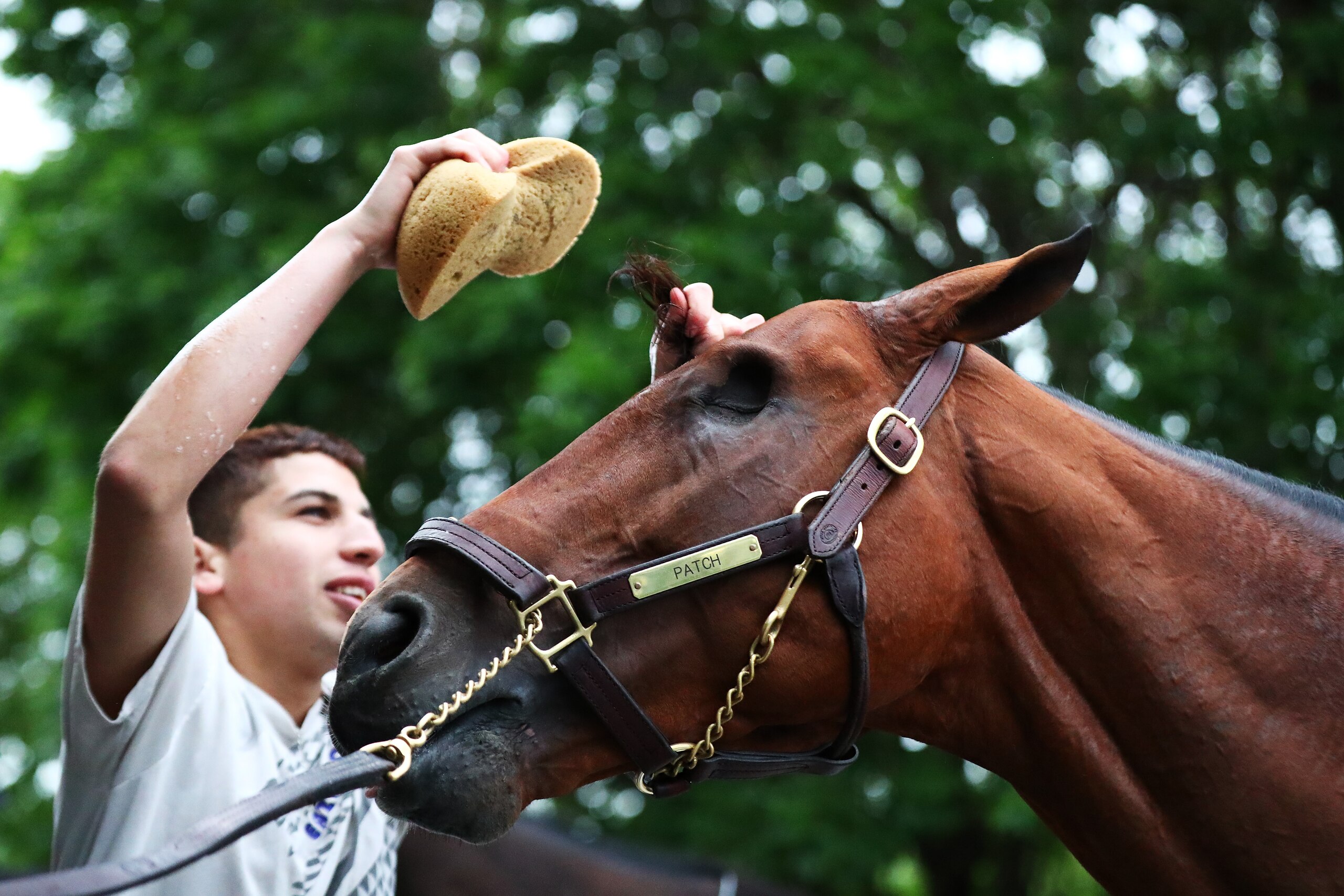 ELMONT, NY - JUNE 06: Belmont Stakes contender Patch is bathed after training prior to the 149th running of the Belmont Stakes at Belmont Park on June 6, 2017 in Elmont, New York. (Photo by Al Bello/Getty Images) ELMONT, NY - JUNE 06: Belmont Stakes contender Patch is bathed after training prior to the 149th running of the Belmont Stakes at Belmont Park on June 6, 2017 in Elmont, New York. (Photo by Al Bello/Getty Images)