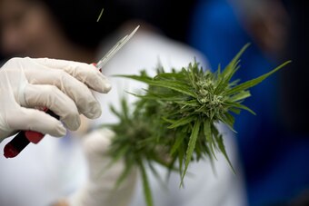 A member of the Daya Foundation, a local non-profit organization, trims a cannabis plant at a lab in Santiago on April 7, 2015. Chile's congressional health committee approved a bill Monday that would legalize the cultivation of marijuana for private recr
