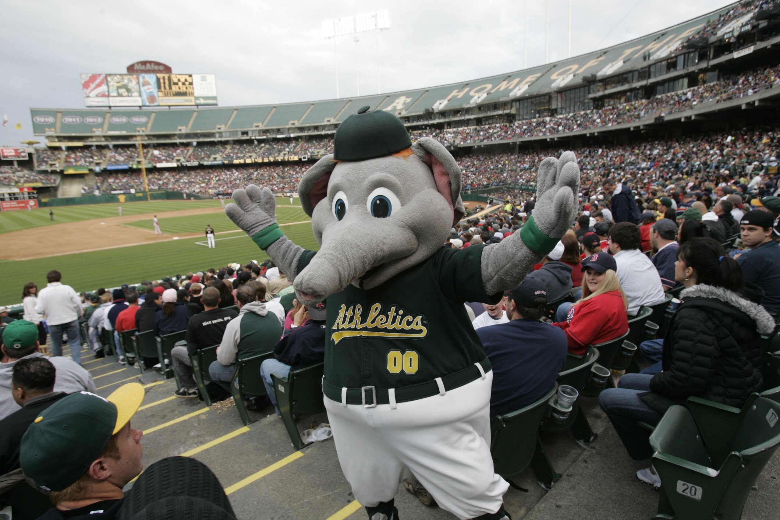 OAKLAND, CA - MAY 24:  Stomper of the Oakland Athletics during the game against the Boston Red Sox at McAfee Coliseum in Oakland, California on May 24, 2008.  The Athletics defeated the Red Sox 3-0.  (Photo by Michael Zagaris/MLB Photos via Getty Images)