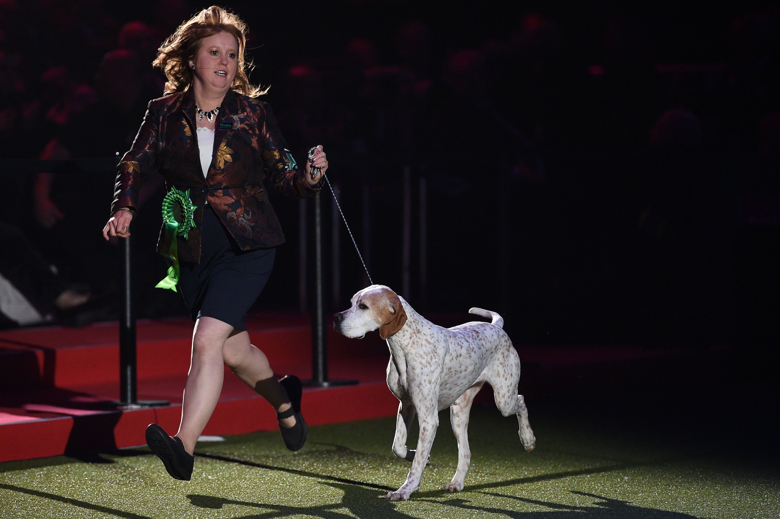 'Kanix Chilli' (Chilli), the Pointer, is shown during the Best in Show competition on the final day of the Crufts dog show at the National Exhibition Centre in Birmingham, central England, on March 11, 2018.
Crufts is one of the largest dog events in the 