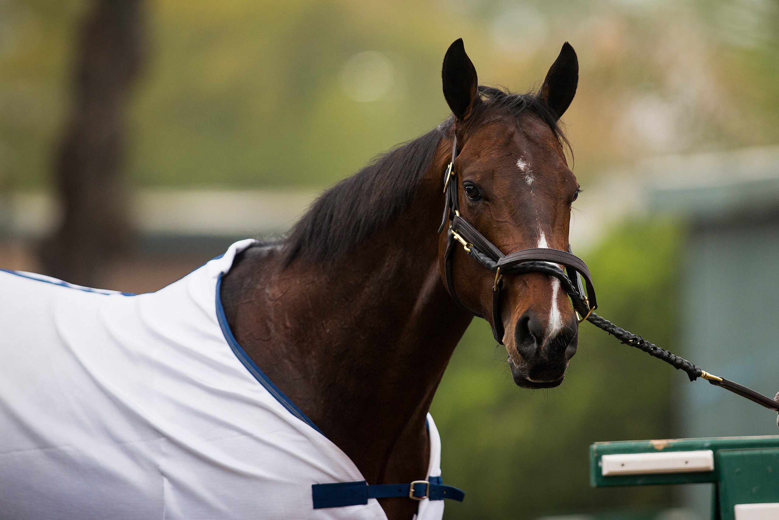 ARCADIA, CA - APRIL 01: Bolt d'Oro cools out at the barns after working out in preparation for the Santa Anita Derby at Santa Anita Park on April 01, 2018 in Arcadia, California. (Photo by Alex Evers/Eclipse Sportswire/Getty Images)