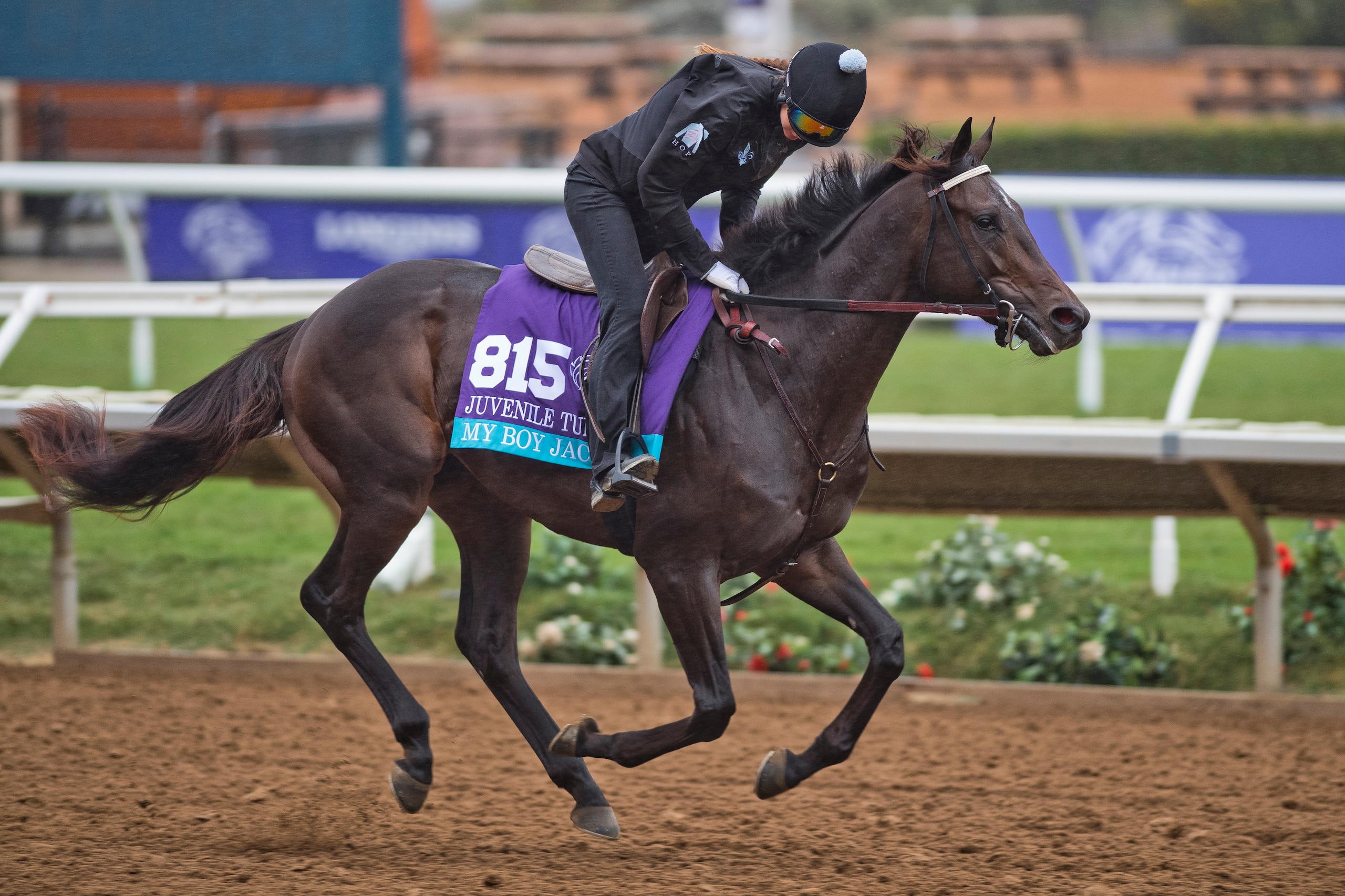 DEL MAR, CA - OCTOBER 31: My Boy Jack, owned by Don't Tell My Wife Stables & Monomoy Stables LLC and trained by J. Keith Desormeaux, exercises in preparation for Breeders' Cup Juvenile Turf at Del Mar Thoroughbred Club on October 31, 2017 in Del Mar, Cali