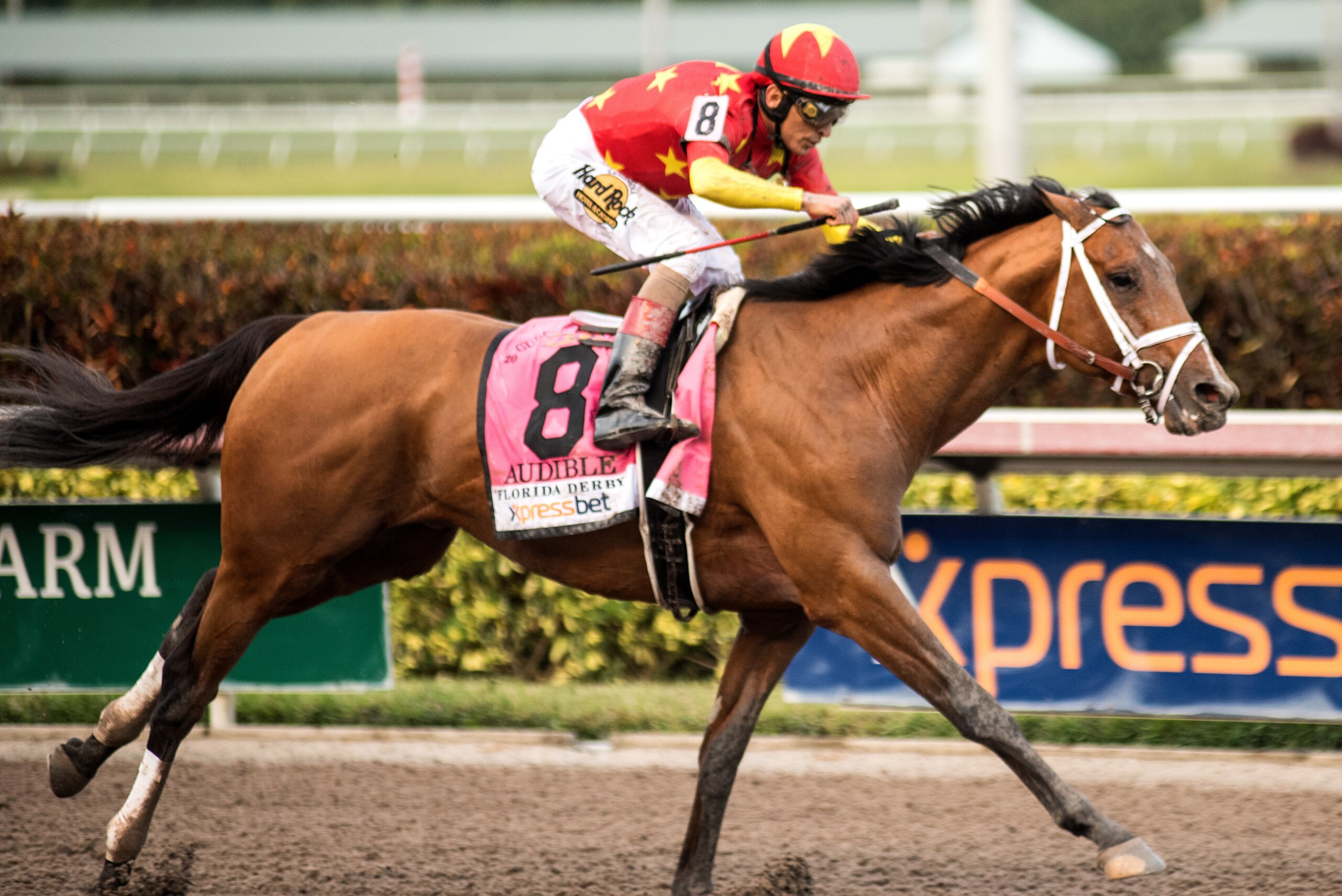 HALLANDALE BEACH, FL - MARCH 31: Audible, #8, ridden by John Velazquez, seals the deal for his Kentucky Derby bid after his decisive win in the Grade I Xpressbet Florida Derby at Gulfstream Park on March 31, 2018 in Hallandale Beach, Florida. (Photo by Ca