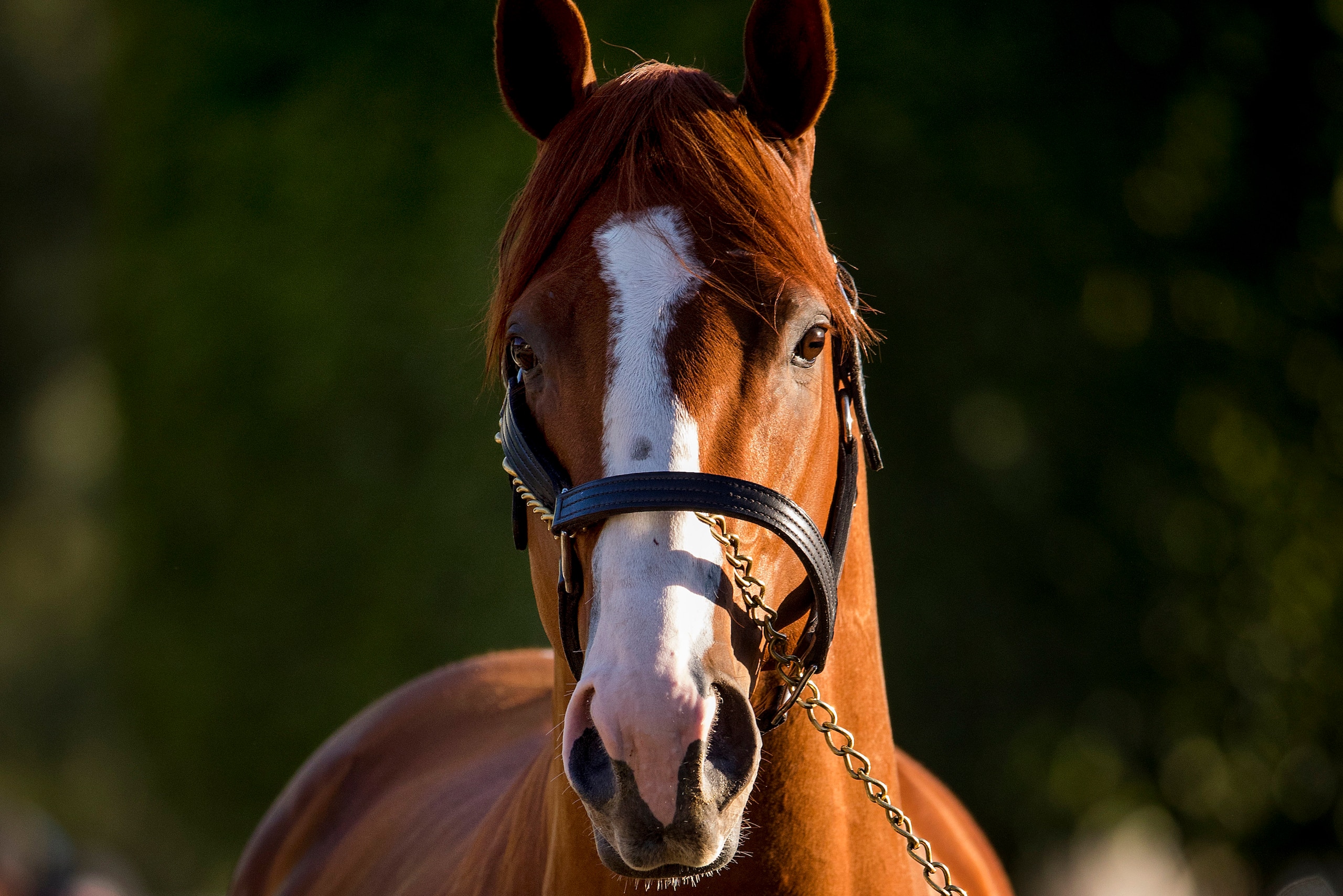 ARCADIA, CA - APRIL 21: Justify cools out after his workout at Santa Anita Park on April 21, 2018 in Arcadia, California. (Photo by Alex Evers/Eclipse Sportswire/Getty Images) ARCADIA, CA - APRIL 21: Justify cools out after his workout at Santa Anita Park on April 21, 2018 in Arcadia, California. (Photo by Alex Evers/Eclipse Sportswire/Getty Images)