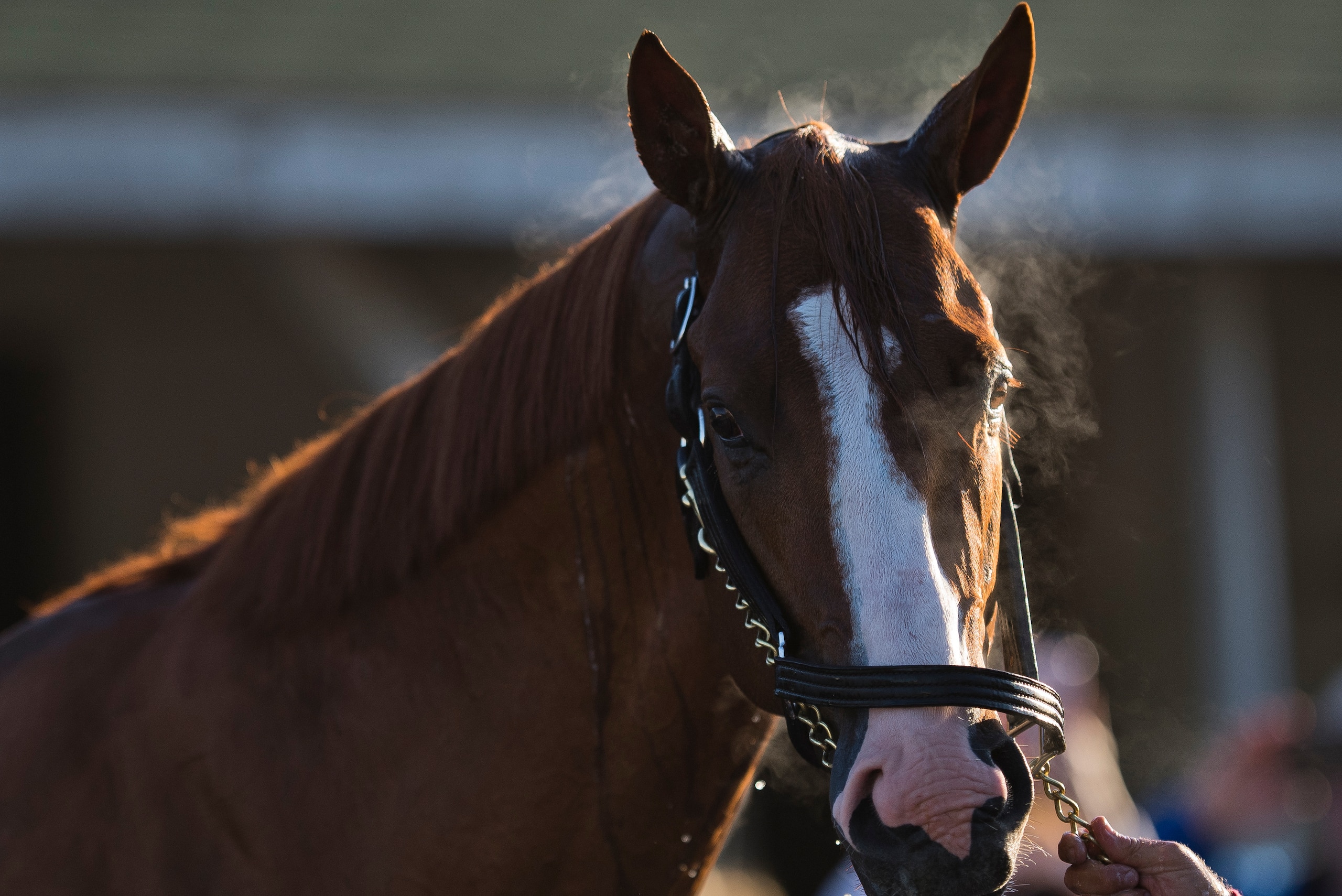 LOUISVILLE, KY - MAY 01: Justify, trained by Bob Baffert, gets a bath after exercising in preparation for the Kentucky Derby at Churchill Downs on May 1, 2018 in Louisville, Kentucky. (Photo by Scott Serio/Eclipse Sportswire/Getty Images)