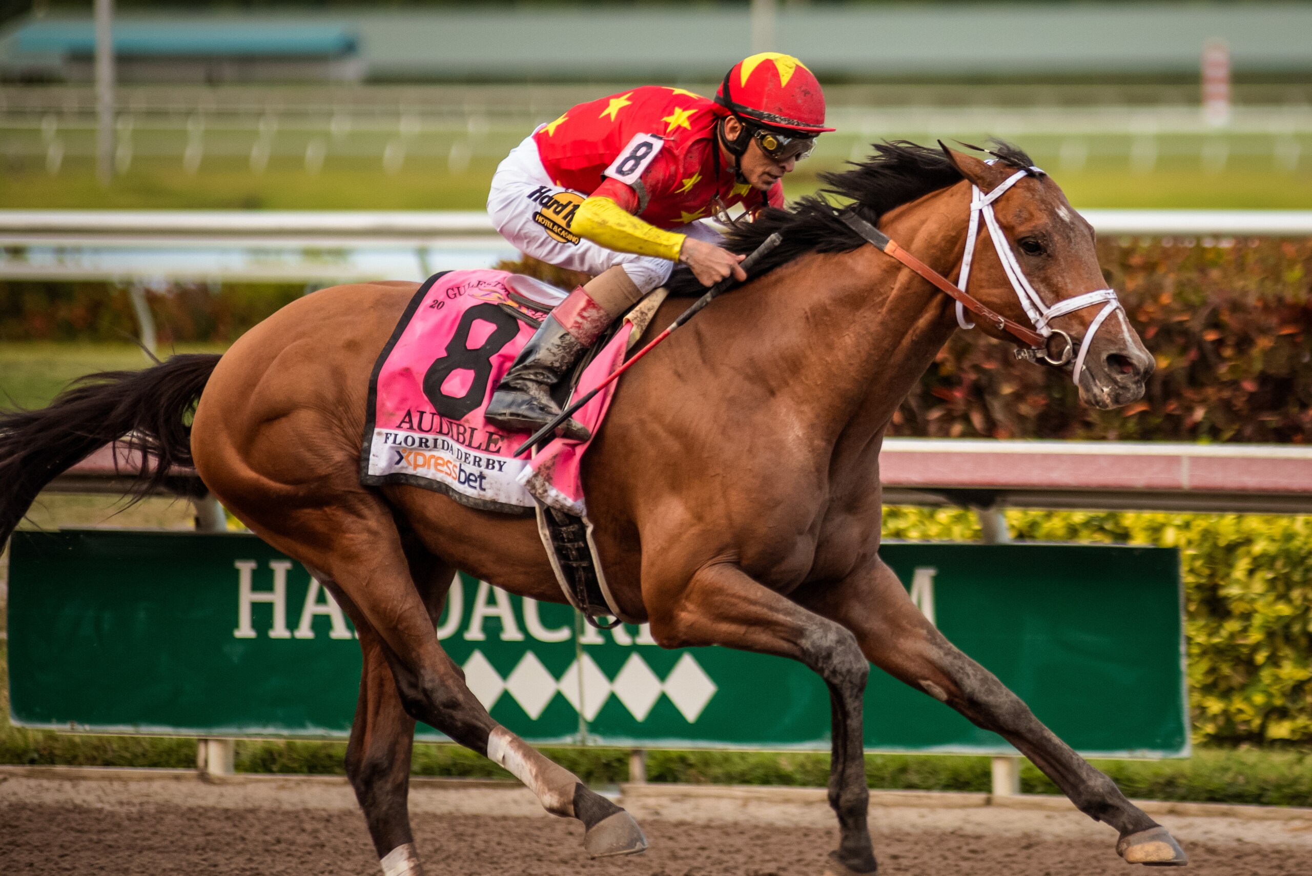 HALLANDALE BEACH, FL - MARCH 31: Audible, #8, ridden by John Velazquez, seals the deal for his Kentucky Derby bid after his decisive win in the Grade I Xpressbet Florida Derby at Gulfstream Park on March 31, 2018 in Hallandale Beach, Florida. (Photo by Ca HALLANDALE BEACH, FL - MARCH 31: Audible, #8, ridden by John Velazquez, seals the deal for his Kentucky Derby bid after his decisive win in the Grade I Xpressbet Florida Derby at Gulfstream Park on March 31, 2018 in Hallandale Beach, Florida. (Photo by Ca