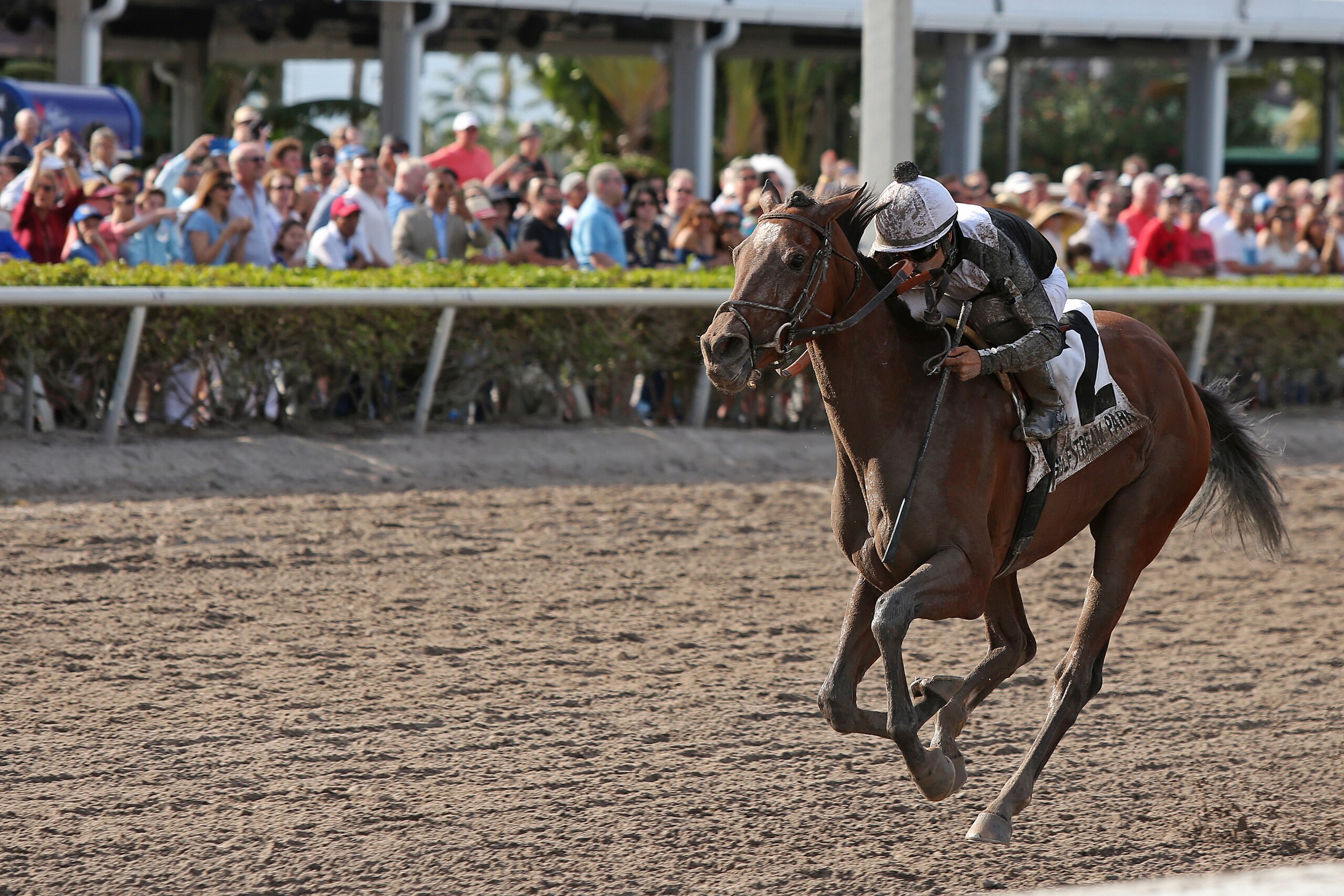 HALLANDALE BEACH, FL - MARCH 31: Coach Rocks #2, ridden by Luis Saez, wins the Gulfstream Park Oaks at Gulfstream Park on March 31, 2018 in Hallandale Beach, Florida. (Photo by Liz Lamont/Eclipse Sportswire/Getty Images) HALLANDALE BEACH, FL - MARCH 31: Coach Rocks #2, ridden by Luis Saez, wins the Gulfstream Park Oaks at Gulfstream Park on March 31, 2018 in Hallandale Beach, Florida. (Photo by Liz Lamont/Eclipse Sportswire/Getty Images)