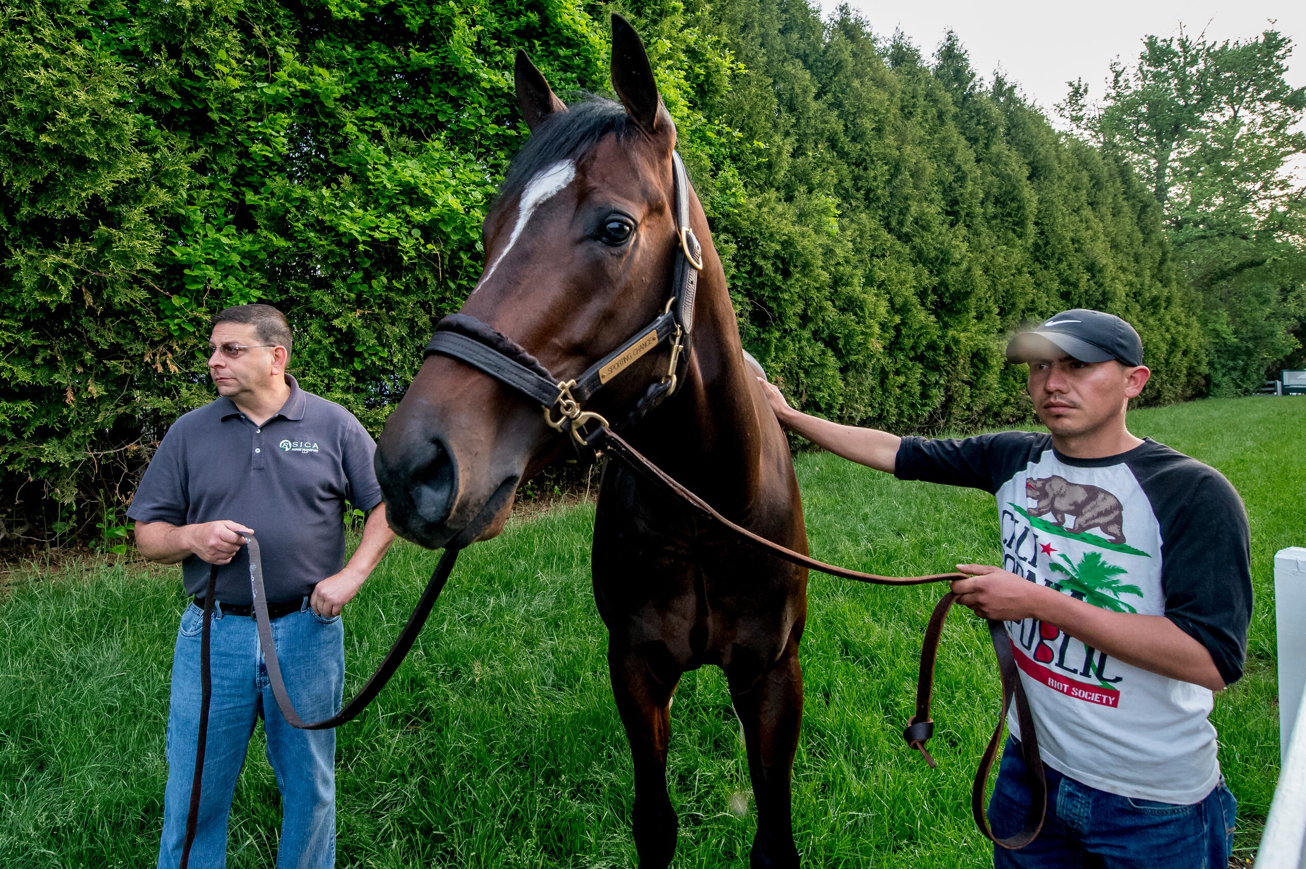 BALTIMORE, MD - MAY 15: Sporting Chance grazes near the stakes barn during Preakness Week at Pimlico Race Course on May 15, 2018 in Baltimore, Maryland (Photo by Scott Serio/Eclipse Sportswire/Getty Images)