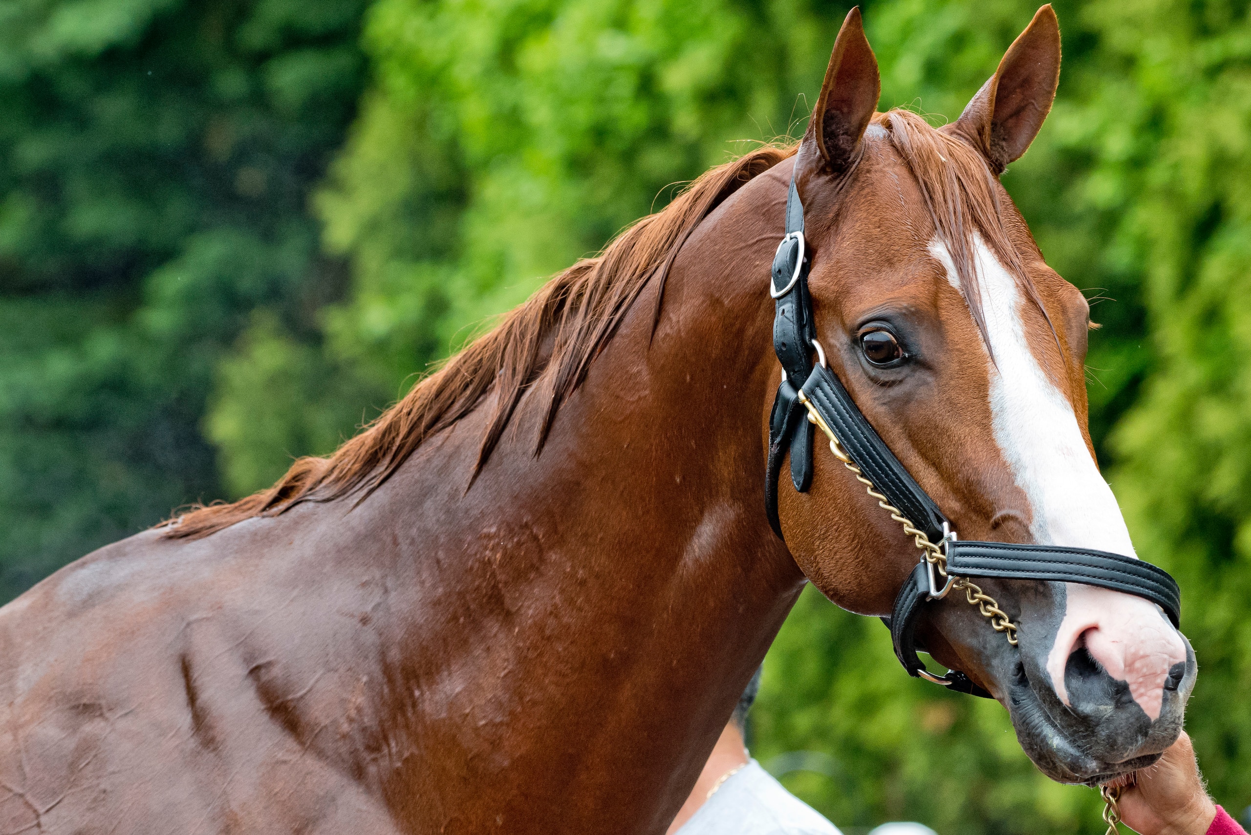 BALTIMORE, MD - MAY 17: Kentucky Derby winner Justify gets a bath after galloping in preparation for the Preakness at Pimlico Race Course on May 15, 2018 in Baltimore, Maryland (Photo by Scott Serio/Eclipse Sportswire/Getty Images)