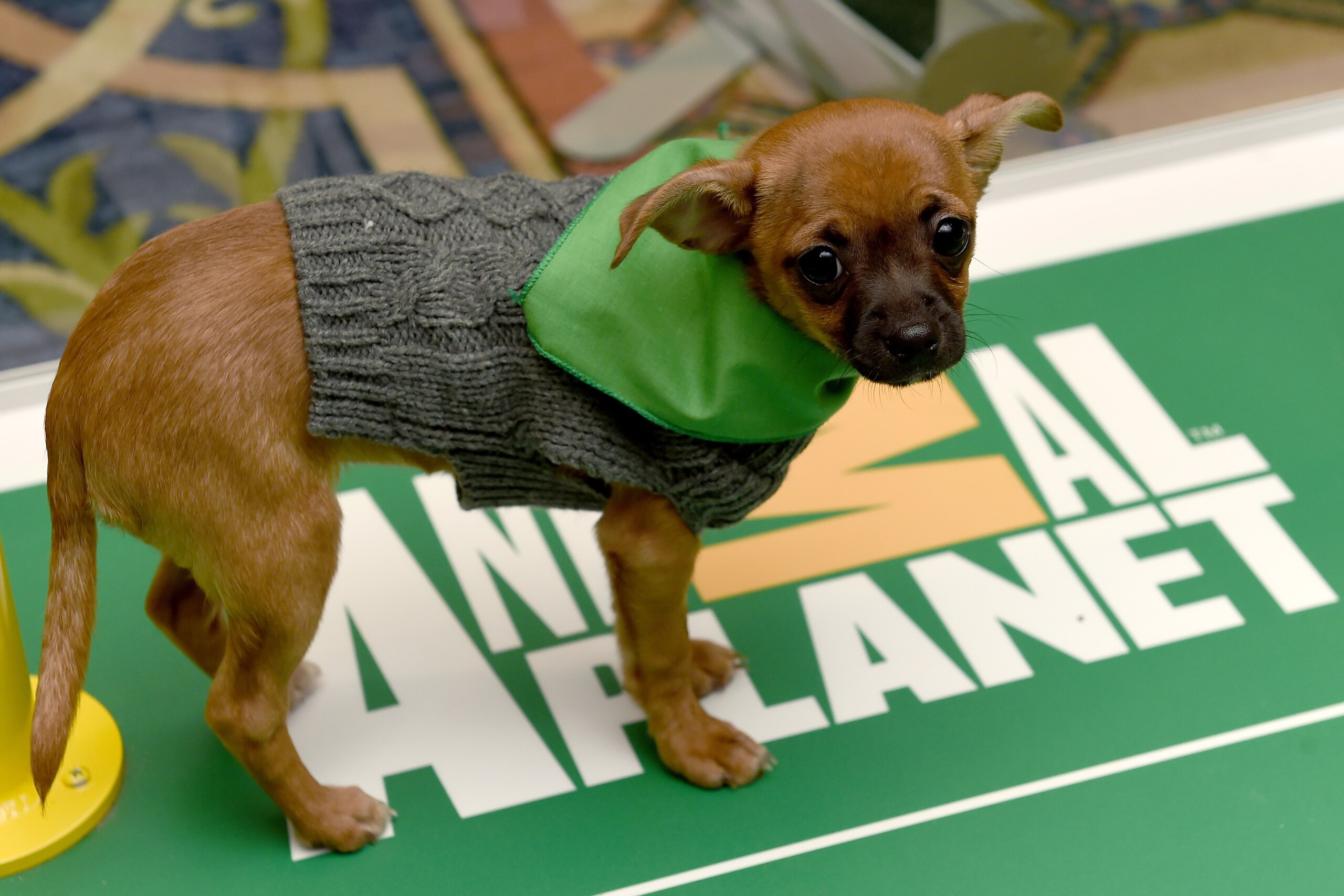 PASADENA, CA - JANUARY 07:  Attendees cuddle with puppies from a local rescue, Paw Works, who are on hand to promote Animal PlanetÂs ÂPuppy Bowl XII' during the Discovery Communications TCA Winter 2016 at The Langham Huntington Hotel and Spa on January 7,