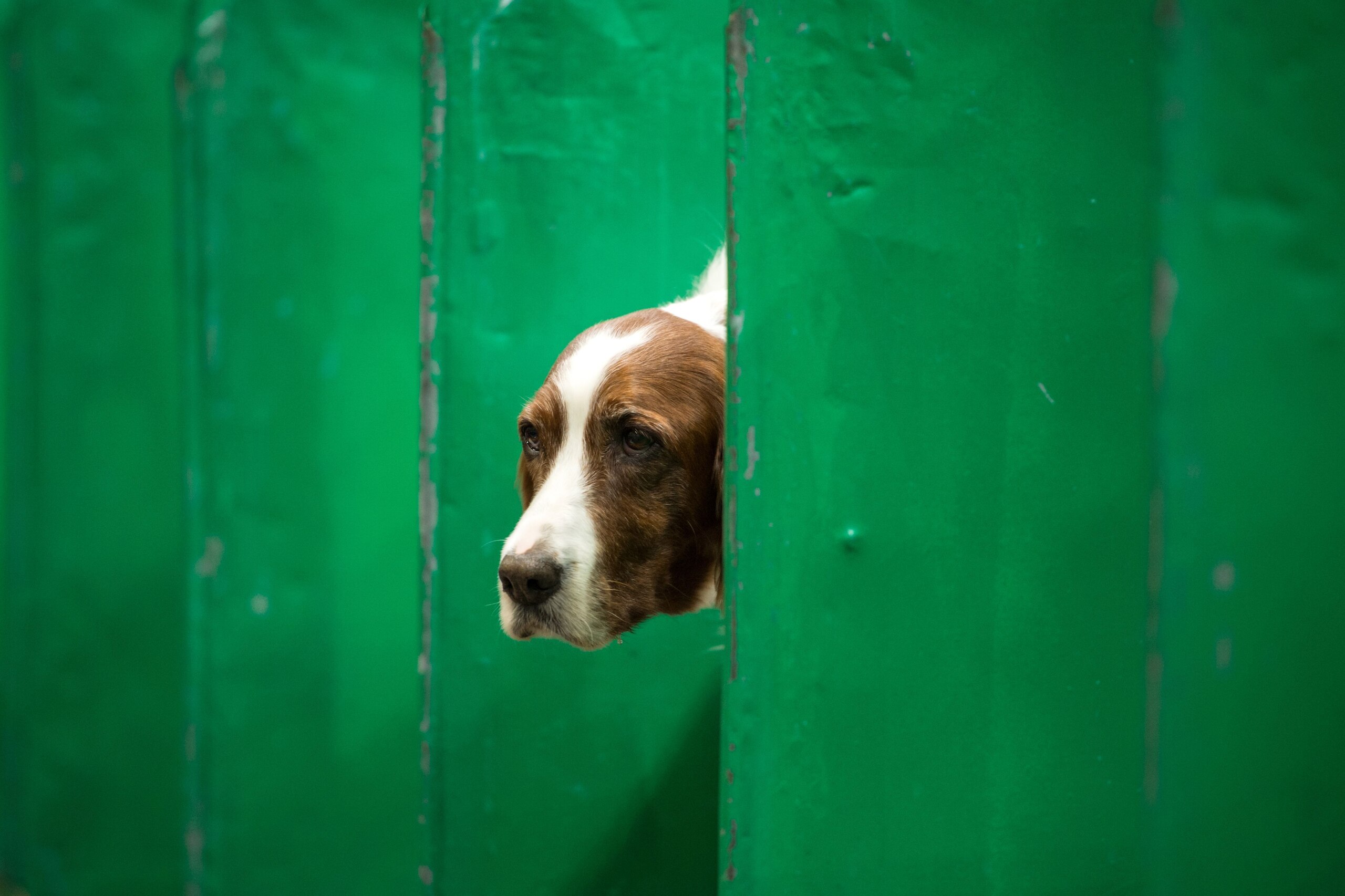 An Irish red and white setter looks out from its pen on the first day of the Crufts dog show at the National Exhibition Centre in Birmingham, central England, on March 7, 2019. (Photo by OLI SCARFF / AFP)        (Photo credit should read OLI SCARFF/AFP/Ge