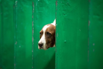 An Irish red and white setter looks out from its pen on the first day of the Crufts dog show at the National Exhibition Centre in Birmingham, central England, on March 7, 2019. (Photo by OLI SCARFF / AFP) (Photo credit should read OLI SCARFF/AFP/Ge An Irish red and white setter looks out from its pen on the first day of the Crufts dog show at the National Exhibition Centre in Birmingham, central England, on March 7, 2019. (Photo by OLI SCARFF / AFP) (Photo credit should read OLI SCARFF/AFP/Ge