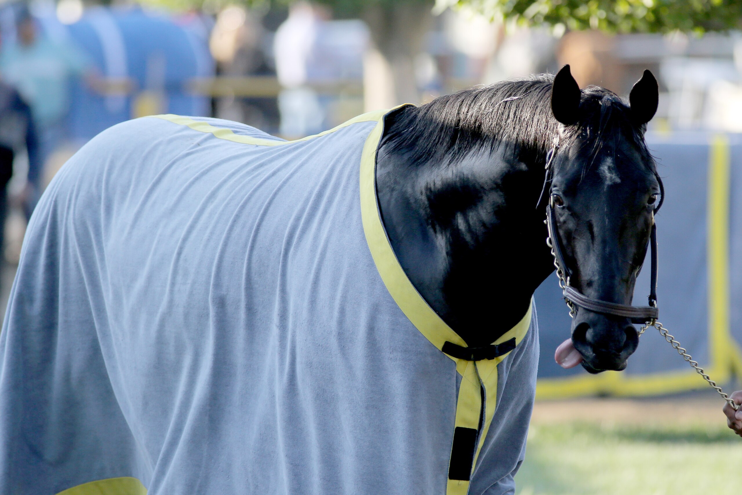 ARCADIA, CALIFORNIA- OCTOBER 27: Eight Rings being cooled out at Santa Anita Park on October 27, 2019 in Arcadia, California (Photo by Horsephotos/Getty Images)