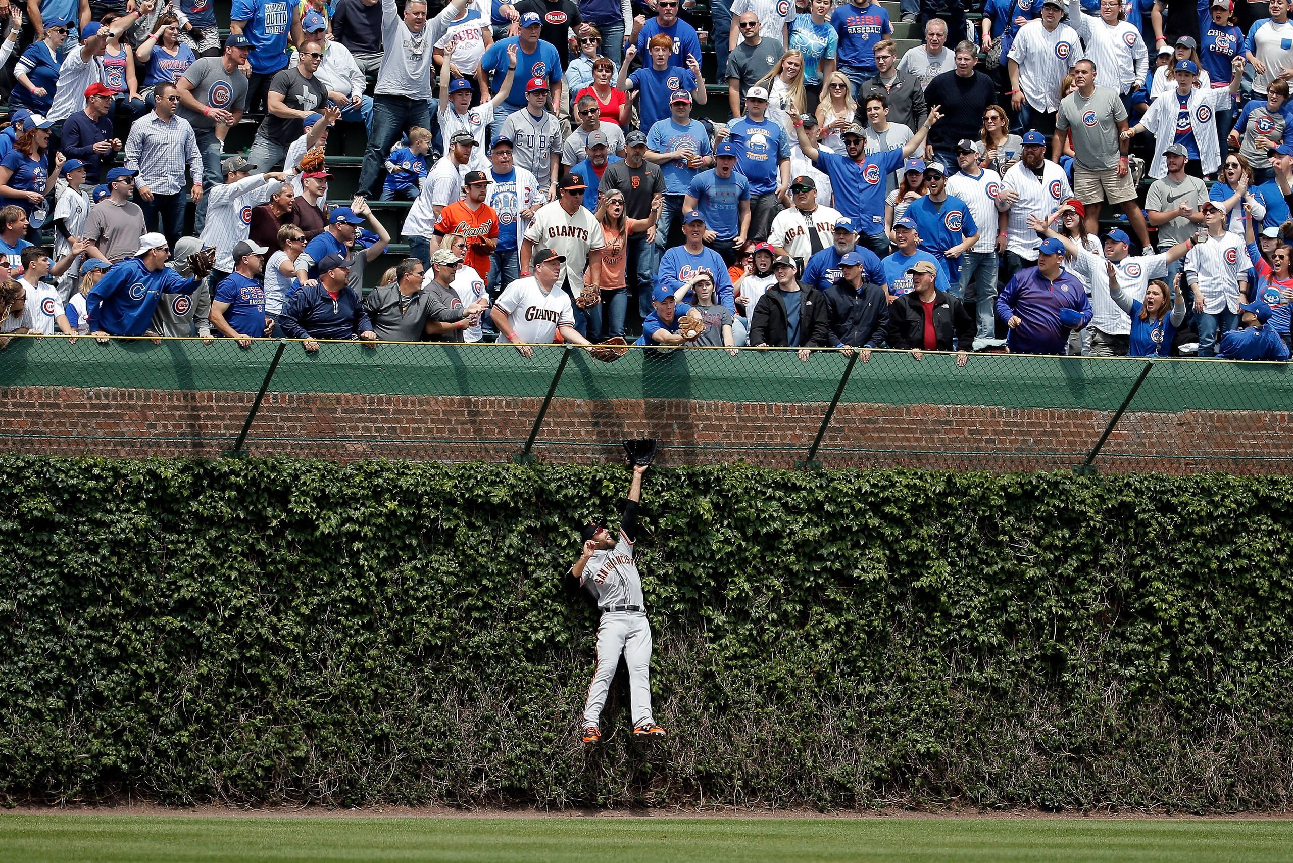 CHICAGO, IL - MAY 25: Mac Williamson #51 of the San Francisco Giants leaps in to the ivy to in an attempt to make a catch as fans reach for the home run ball of Kris Bryant #17 of the Chicago Cubs (not pictured) during the first inning at Wrigley Field on