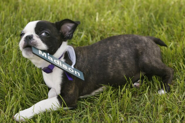 19 Apr 2002: Martina Navratilova's Boston Terrier puppy Madison plays in the grass during the Family Circle Cup at Family Circle Magazine Stadium on Daniel Island in Charleston, South Carolina. DIGITAL IMAGE. Mandatory Credit:Andy Lyons/Getty Images