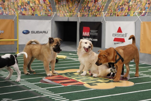 Jessie, Amy and Big Red playing in Puppy Bowl VII.  (PRNewsFoto/Animal Planet) THIS CONTENT IS PROVIDED BY PRNewsfoto and is for EDITORIAL USE ONLY**