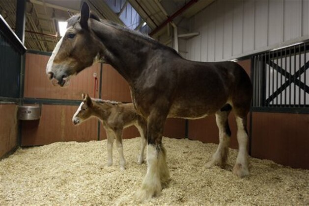 Darla, a 7-year-old Clydesdale, top, watches over her young, as yet unnamed foal, at Warm Springs Ranch Wednesday, Jan. 30, 2013, in Boonville, Mo. The foal, born Jan, 16, 2013 at the ranch, is the star of a Budweiser commercial set to air during Super Bowl XLVII on Sunday.  (AP Photo/Jeff Roberson)