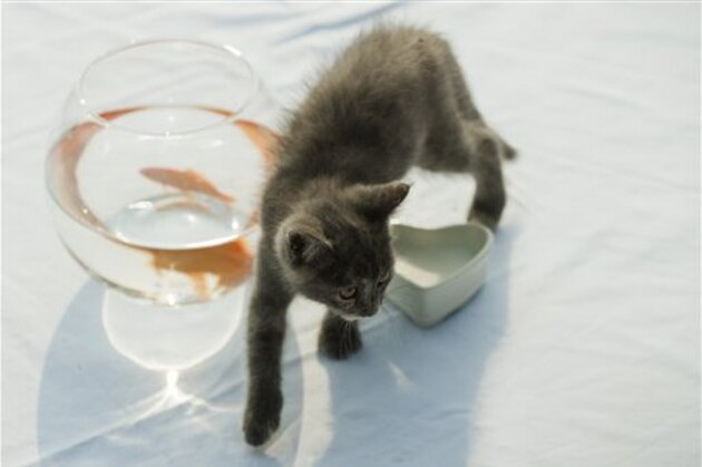 Kitten walking near goldfish bowl (PhotoAlto via AP Images)