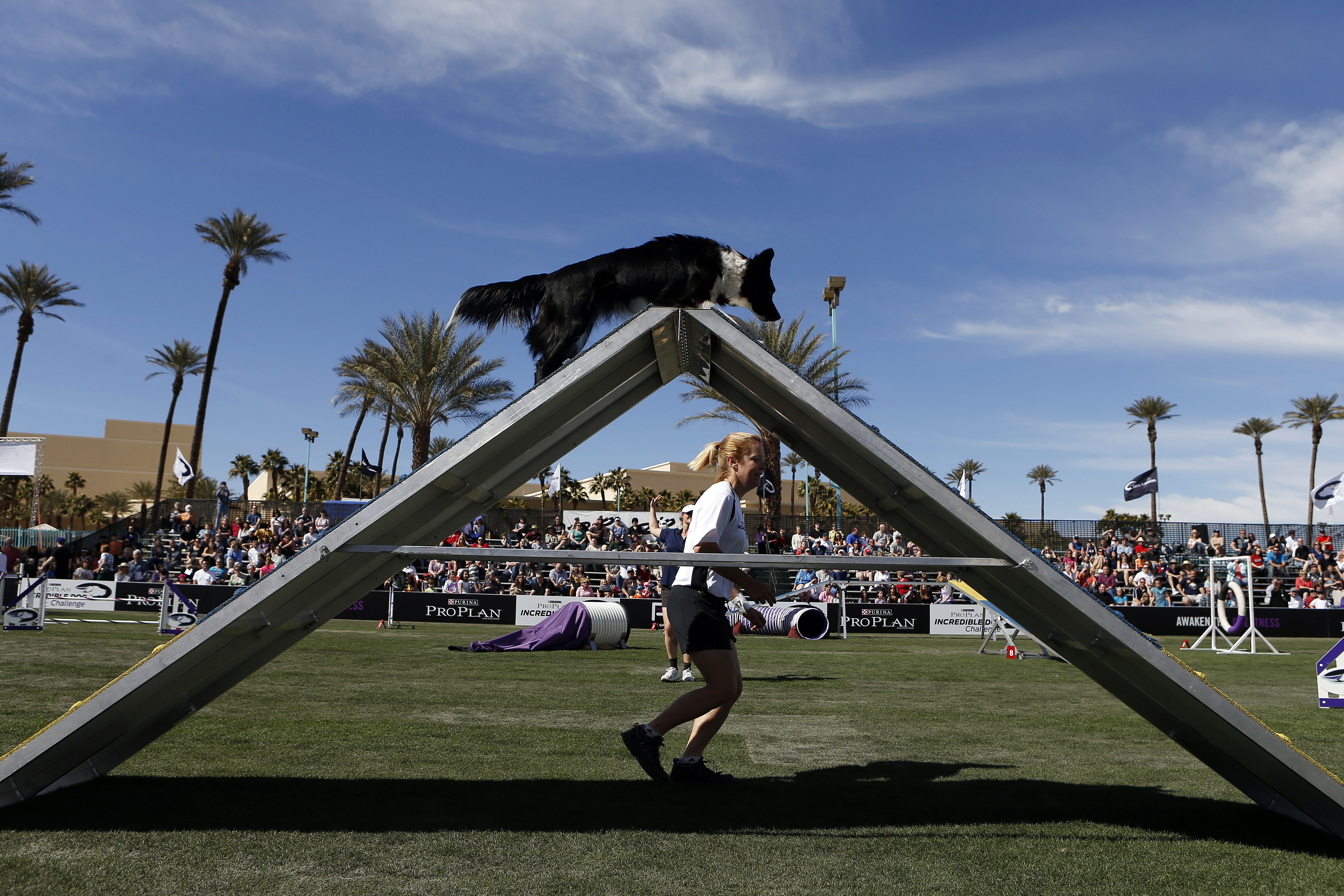 In this image provided by Purina Pro Plan, Purina hosts the Purina Pro Plan Incredible Dog Challenge at the Rio Hotel and Casino in Las Vegas on Saturday, March 2, 2013. (Photo by Isaac Brekken/Invision for Purina/AP Images)
