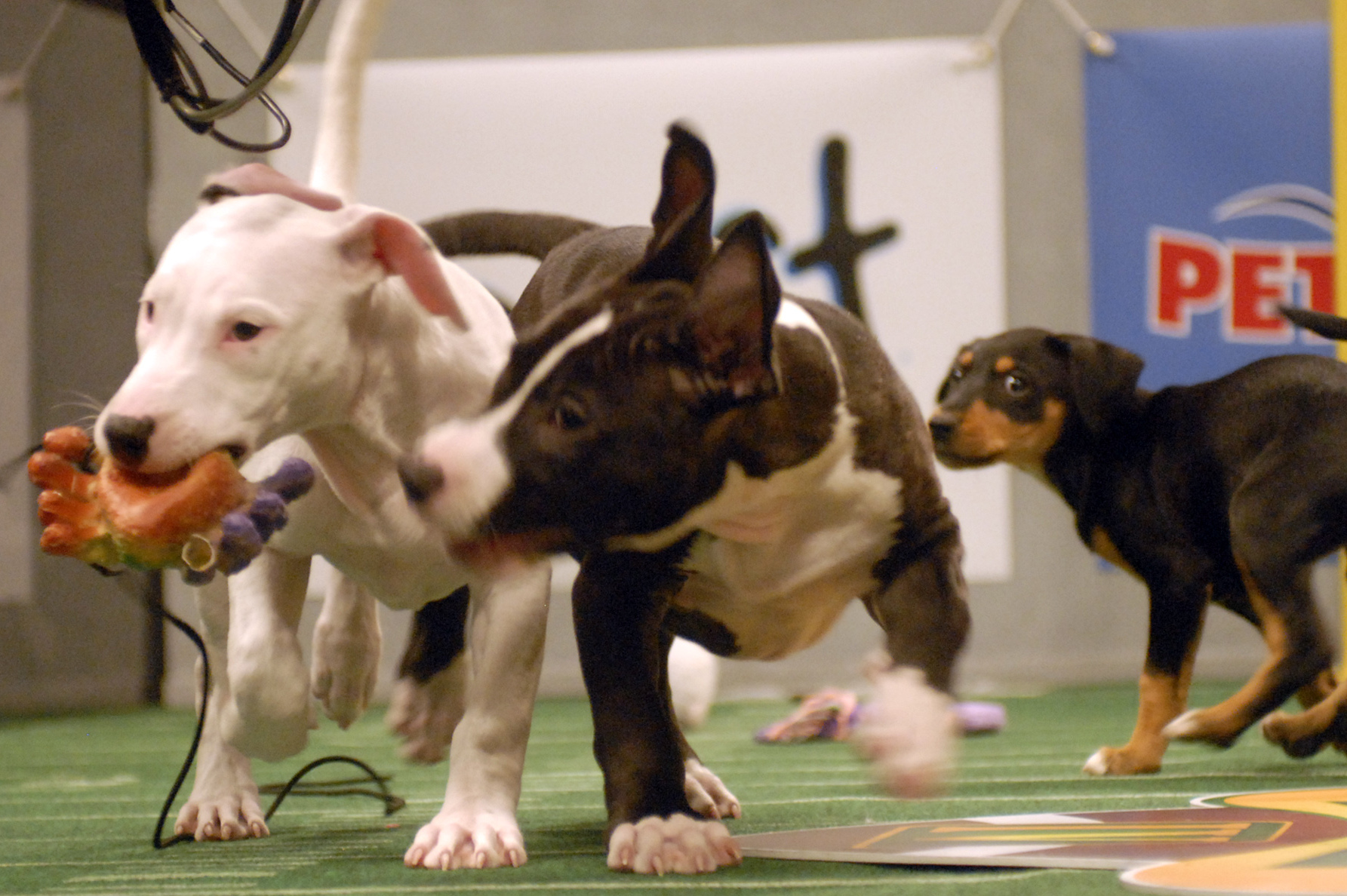 Puppies play during the Animal Planet's Puppy Bowl in Silver Spring , MD on Tuesday Oct. 16, 2007. Puppy Bowl IV will premiere on Animal Planet on Feb. 3 features puppies from Petfinder partner shelters. (AP Photo/Stephen J Boitano.)