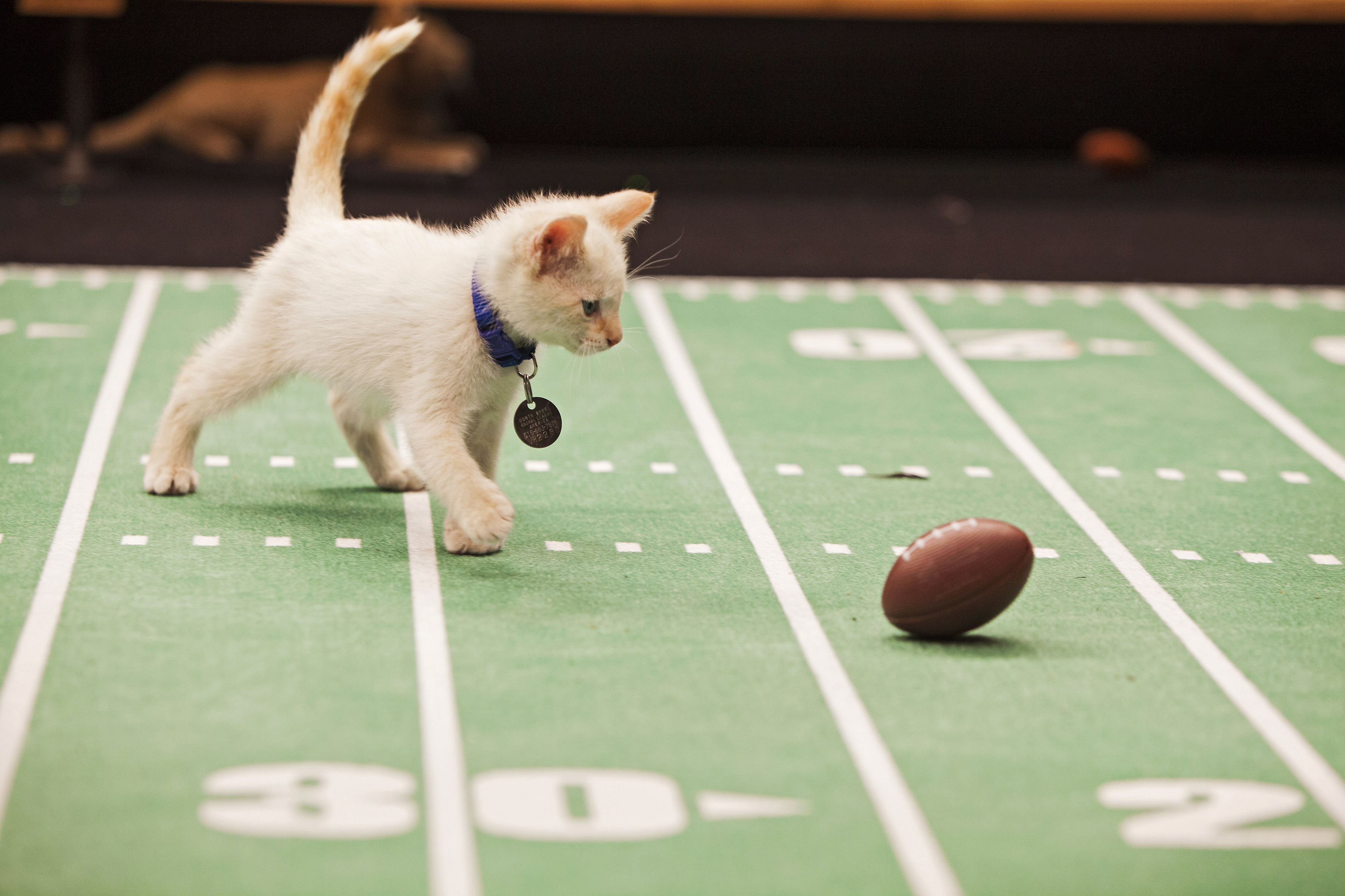 This Oct. 2013 photo provided by Crown Media United States, LLC shows Snowball playing during the