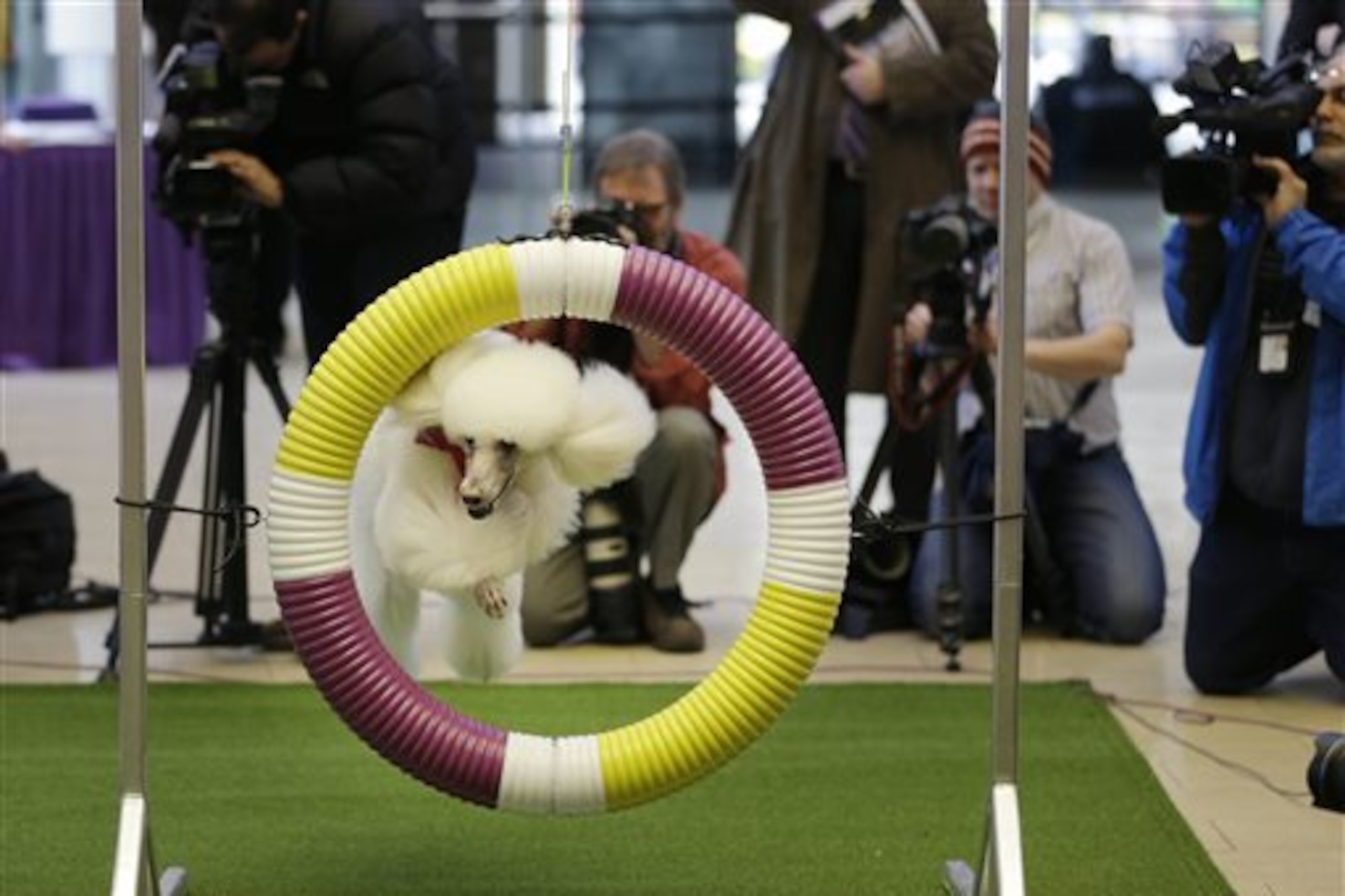 Callia, a standard poodle, demonstrates her mastery of an agility test during a news conference in New York, Wednesday, Jan. 15, 2014. For the first time ever, the Westminster Dog Show will include an agility competition, open to mixed breeds as well as purebred dogs.  (AP Photo/Seth Wenig)