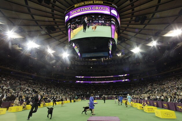 Dogs compete in the sporting group during the Westminster Kennel Club dog show, Tuesday, Feb. 11, 2014, in New York.  (AP Photo/Frank Franklin II)