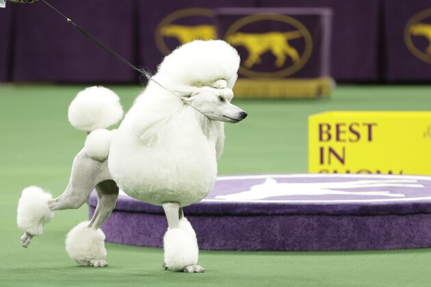 Ally, a standard poodle, competes in the best in show round during the Westminster Kennel Club dog show, Tuesday, Feb. 11, 2014, in New York. Ally was chosen as the runner-up. (AP Photo/Frank Franklin II)