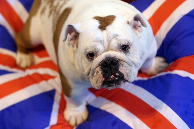 A dog waits to take part in Britain's annual Crufts dog show at the NEC Arena in Birmingham, England, Thursday, March 10,  2011. (AP Photo/Simon Dawson)