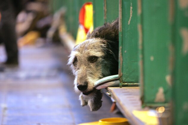 A dog rests in a kennel at the Crufts 2005 Dog Show in Birmingham, Thursday March 10, 2005. The event is expected to attract more than 23,700 dogs to the Birmingham venue over four days of competition culminating in the prestigious best-in-show contest.  (AP Photo/Jane Mingay)