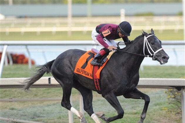 In this Jan. 25, 2014, file photo provided by Gulfstream Park, Cairo Prince, with jockey Luis Saez, captures the Holy Bull horse race at Gulfstream Park in Hallandale Beach, Fla. Prince is expected to be tabbed as the favorite Saturday, March 29, Florida Derby, one of the major prep races for the Kentucky Derby. (AP Photo/Gulfstream Park/Bob Coglianese Photos, Lauren King, File)