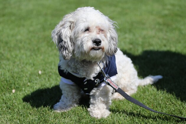 PHOENIX, AZ - MARCH 07:  'Hank the dog' sits on the field before the spring training game between the Milwaukee Brewers and the San Diego Padres at Maryvale Baseball Park on March 7, 2014 in Phoenix, Arizona.  (Photo by Christian Petersen/Getty Images)