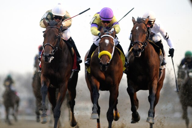 In this photo provided by the New York Racing Association, Samraat, left, with Jose L. Ortiz aboard, captures the Gotham Stakes horse race at Aqueduct Racetrack in New York, Saturday, March 1, 2014. (AP Photo/New York Racing Association, Adam Coglianese)
