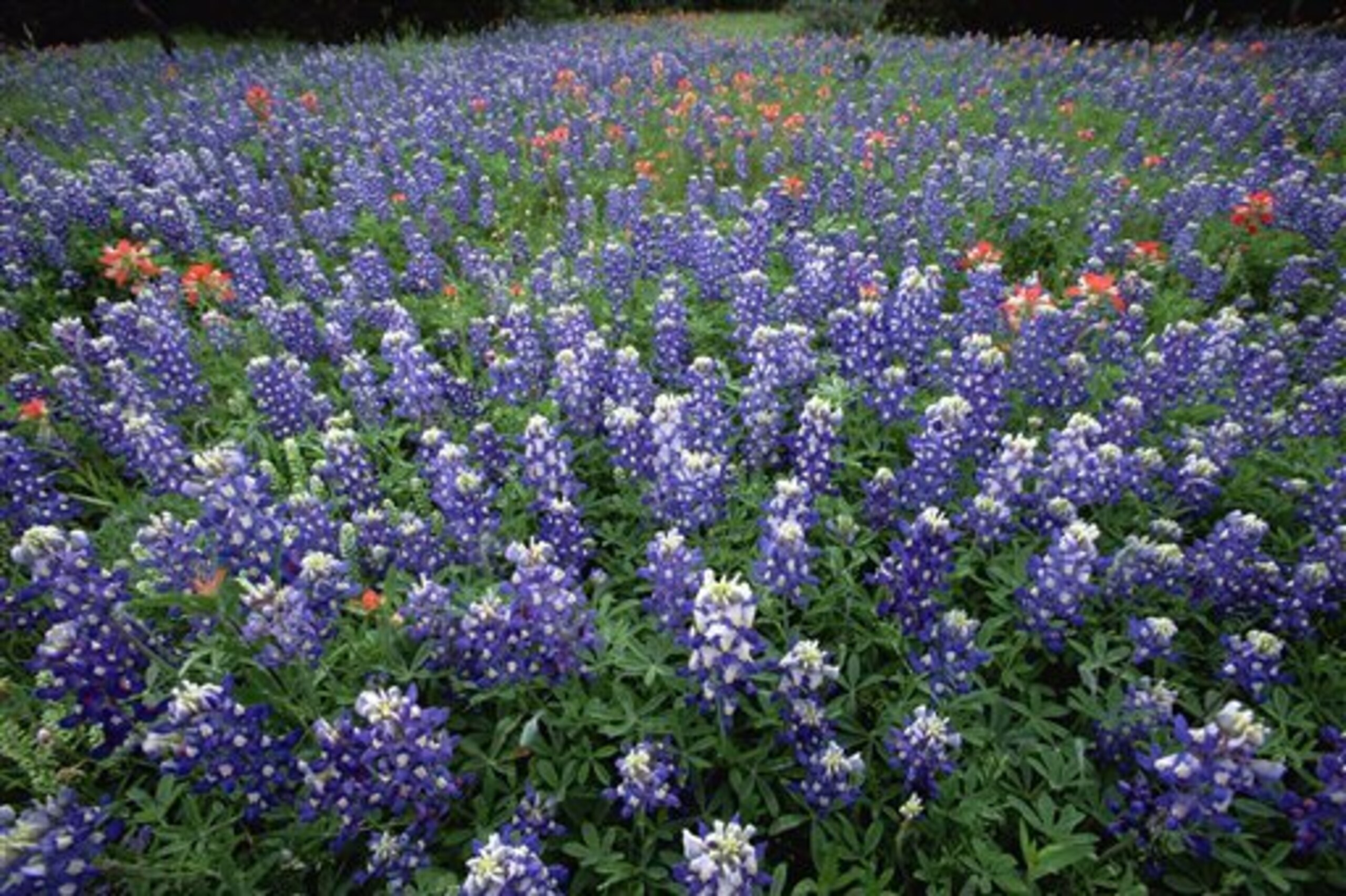 Indian Paintbrush (Castilleja attenuata) and Texas Bluebonnet (Lupinus texensis) field, Hill Country, Texas (Photo by: Minden Pictures/AP Images)