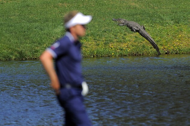 Luke Donald, of England, prepares to hit out of a water hazard near an alligator on the 10th fairway during the final round of the RBC Heritage golf tournament in Hilton Head Island, S.C., Sunday, April 20, 2014. Matt Kuchar won the tournament with 11-under par. (AP Photo/Stephen B. Morton)