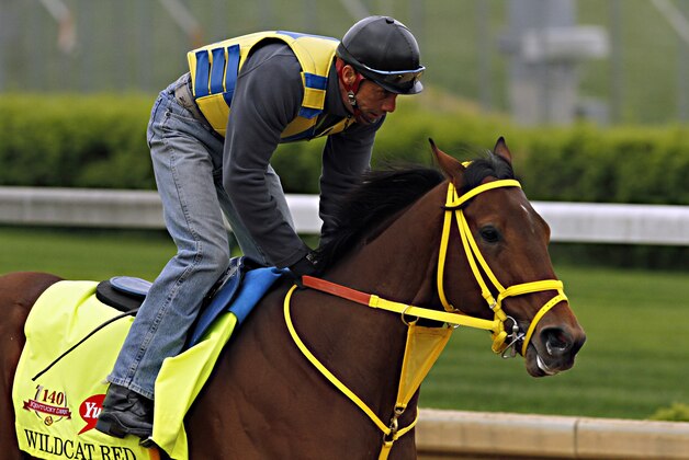 Kentucky Derby hopeful Wildcat Red gallops at Churchill Downs in Louisville, Ky., Thursday, April 24, 2014.  (AP Photo/Garry Jones)
