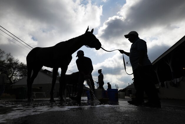 Horses get bathes after morning workouts at Churchill Downs Tuesday, April 29, 2014, in Louisville, Ky. (AP Photo/Charlie Riedel)