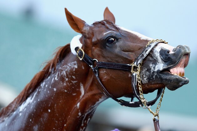 LOUISVILLE, KY - APRIL 30:  California Chrome is washed during the morning training for the Kentucky Derby at Churchill Downs on April 30, 2014 in Louisville, Kentucky.  (Photo by Andy Lyons/Getty Images)