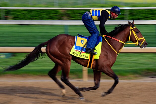 LOUISVILLE, KY - MAY 01:  Kentucky Derby contender Wildcat Red works out on the track during early morning workouts at Churchill Downs on May 1, 2014 in Louisville, Kentucky.  (Photo by Jamie Squire/Getty Images)