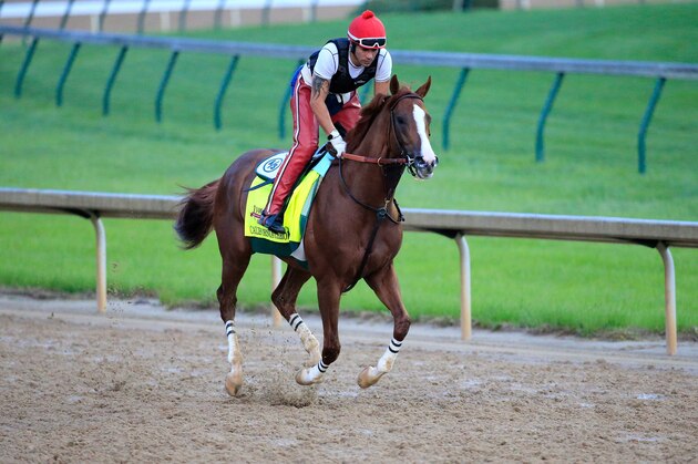 LOUISVILLE, KY - APRIL 30:  California Chrome ridden by William Delgado trains on the track during the morning exercise session in preparation for the 140th Kentucky Derby at Churchill Downs on April 30, 2014 in Louisville, Kentucky.  (Photo by Rob Carr/Getty Images)