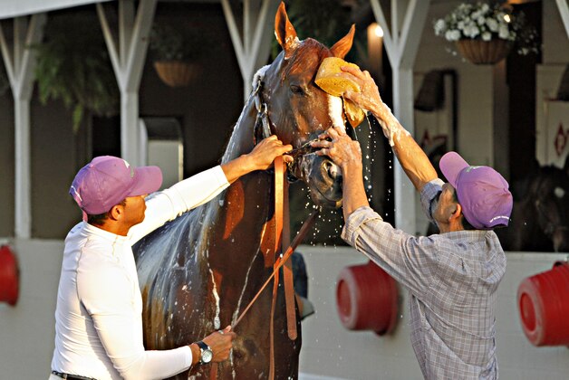 Kentucky Derby winner California Chrome reacts as groomer  Raul Rodriguez, right, gives him a bath after a jog on the track at Churchill Downs in Louisville, Ky., Wednesday, May 7, 2014. Holding the colt at left is exercise rider Willy Delgado. (AP Photo/Garry Jones)