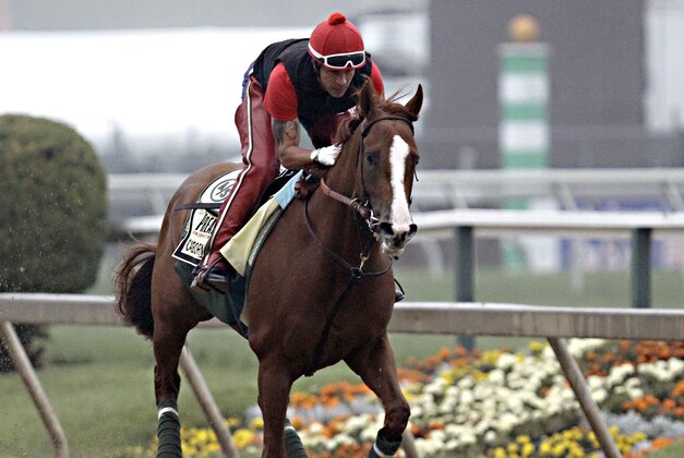 Exercise rider Willie Delgado gallops Kentucky Derby winner California Chrome at Pimlico Race Course in Baltimore, Md., Wednesday, May 14, 2014. The Preakness Stakes horse race is scheduled for May 17 at Pimlico. (AP Photo/Garry Jones)
