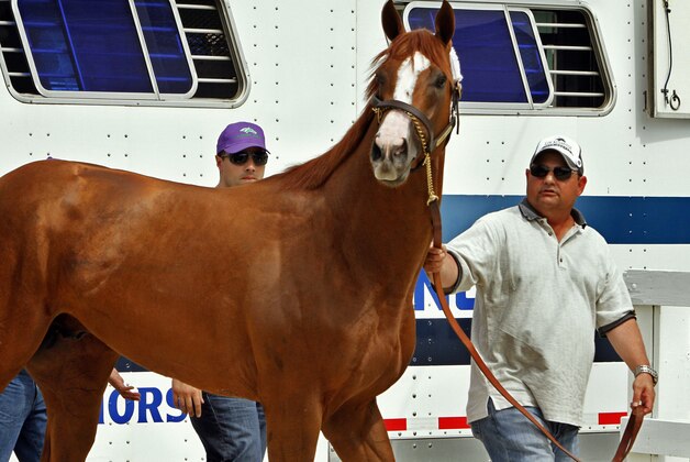 Kentucky Derby winner California Chrome, held by assistant trainer Alan Sherman, surveys the stable area at Pimlico Race Course in Baltimore, Md., Monday, May 12, 2014 after his arrival from Louisville.  (AP Photo/Garry Jones)