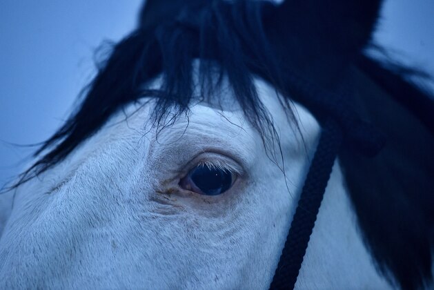 BALTIMORE, MD - MAY 15: A detail view of a horse two days prior to the 139th Preakness Stakes at Pimlico Race Course on May 15, 2014 in Baltimore, Maryland. (Photo by Patrick Smith/Getty Images)