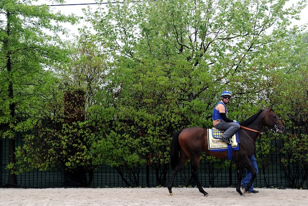 BALTIMORE, MD - MAY 15: Bayern walks to the track in preparation for the 139th Preakness Stakes at Pimlico Race Course on May 15, 2014 in Baltimore, Maryland. (Photo by Patrick Smith/Getty Images)