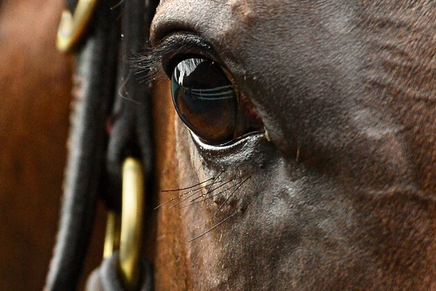 BALTIMORE, MD - MAY 15: A detail view of Bayern is seen in preparation for the 139th Preakness Stakes at Pimlico Race Course on May 15, 2014 in Baltimore, Maryland. (Photo by Patrick Smith/Getty Images)